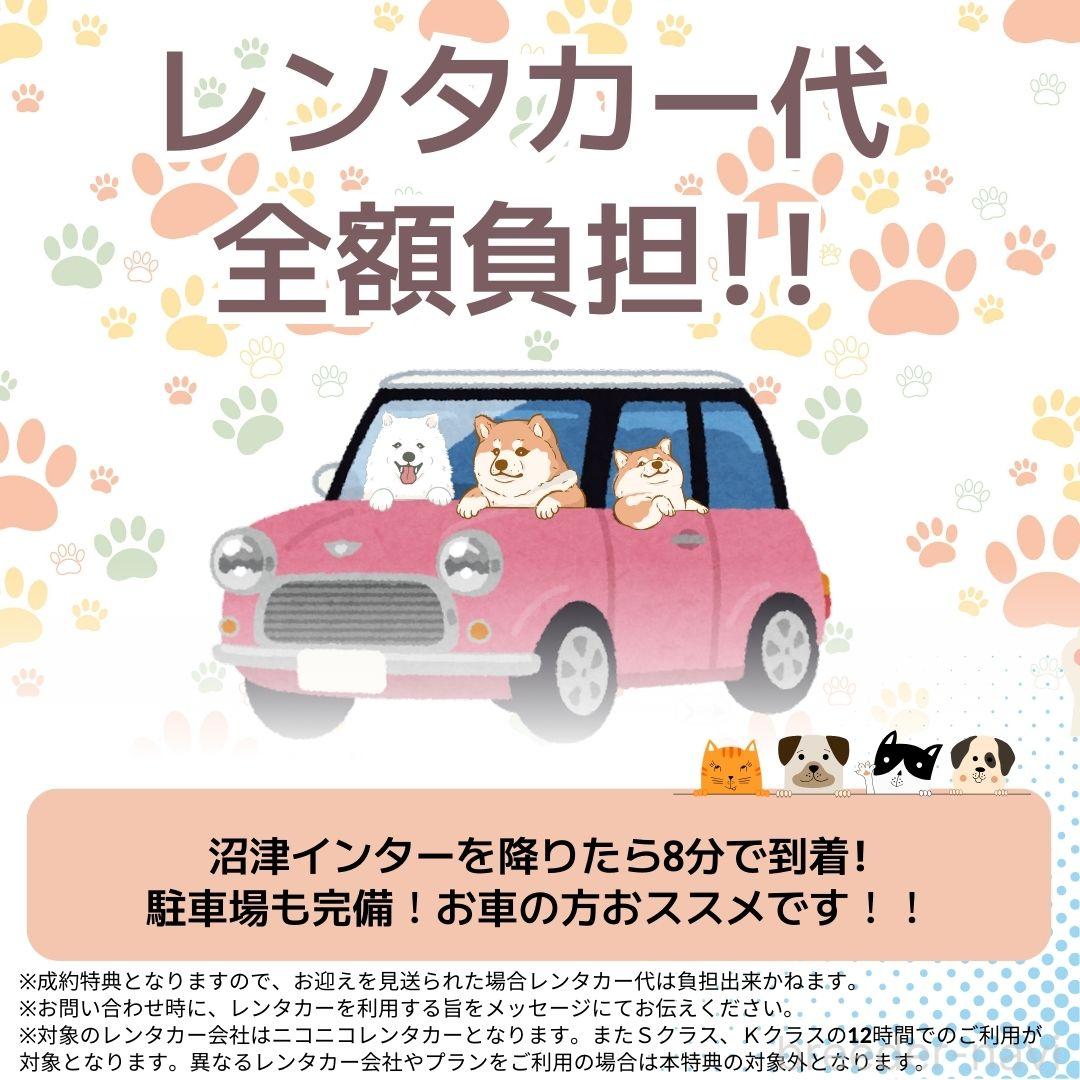 販売中の静岡県のポメラニアン-387181の5枚目